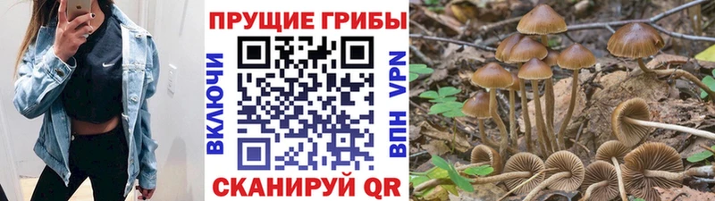 kraken зеркало  Тотьма  Псилоцибиновые грибы MAGIC MUSHROOMS 